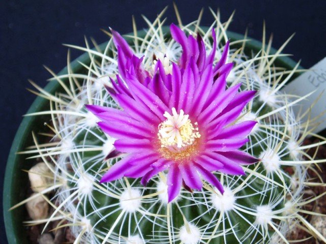 Stenocactus_ochoterenaus